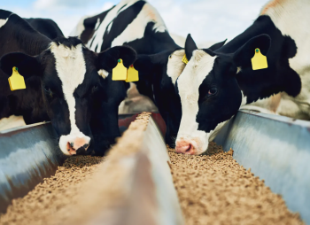 Анализ рынка комбикормов в Украине